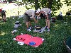 Arrowmen working on their dutch oven meal